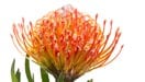 Protea